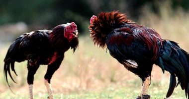 Pahami Pemicu Sulit Menang dalam Bermain Sabung Ayam